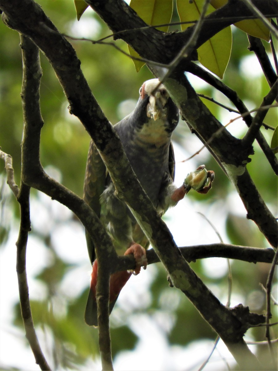 White-crowned Parrot - ML192832341