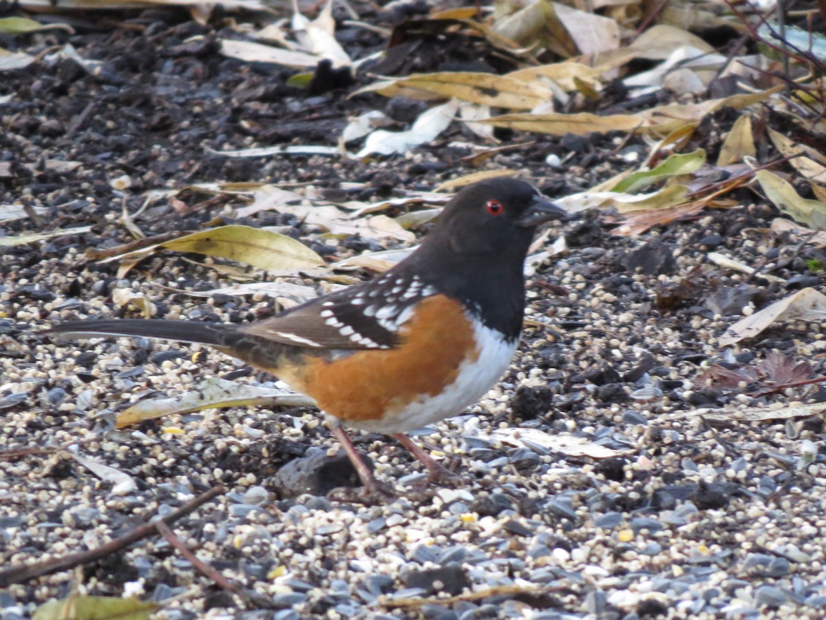 Spotted Towhee - ML192832631