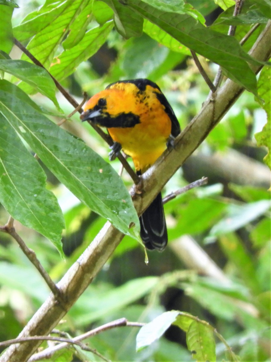 Spot-breasted Oriole - ML192832801