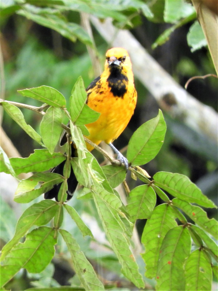Spot-breasted Oriole - ML192832831
