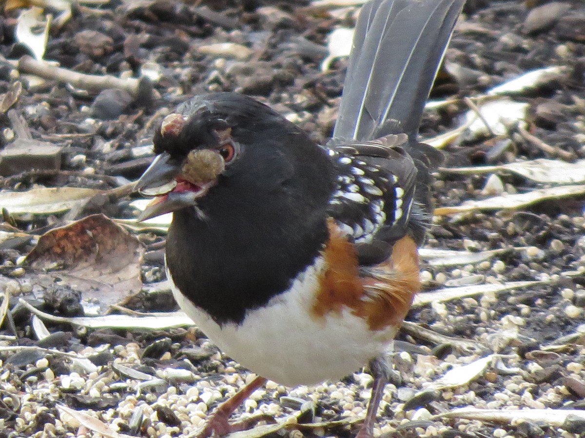 Spotted Towhee - ML192832891