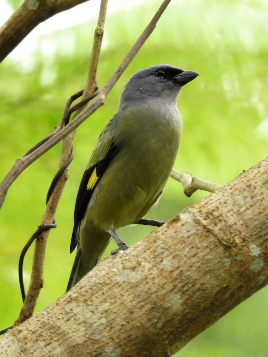 Yellow-winged Tanager - ML192833071