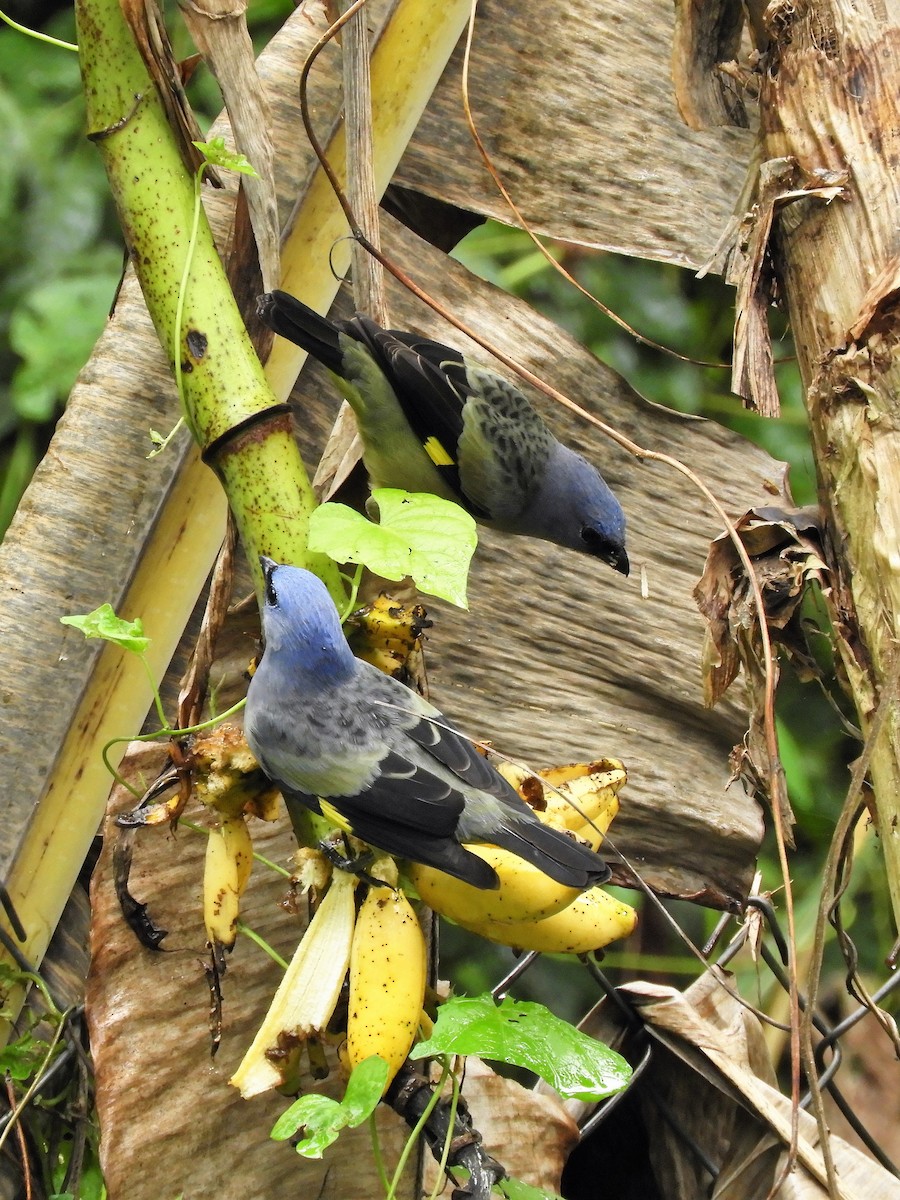 Yellow-winged Tanager - ML192833201