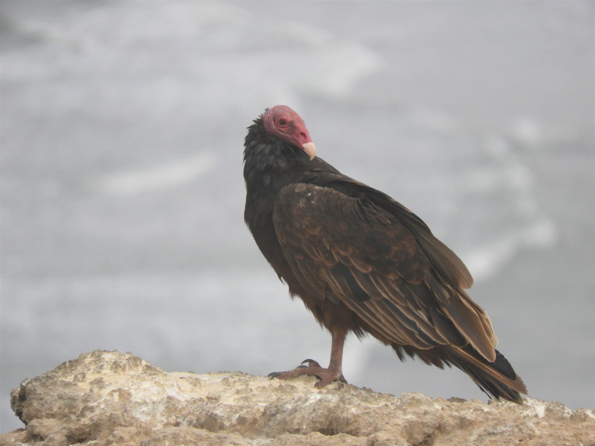 Turkey Vulture - Cliff Cordy