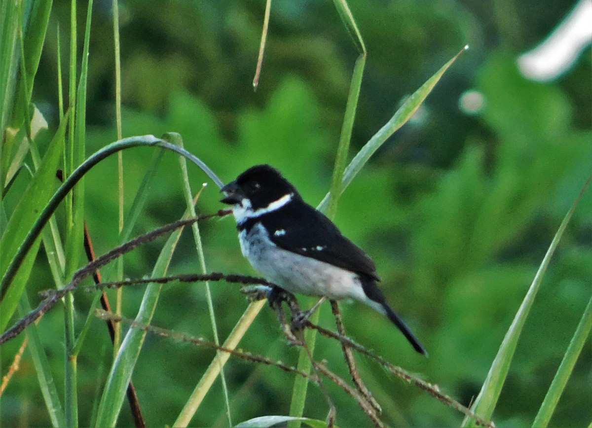 Wing-barred Seedeater (Caqueta) - ML192833821
