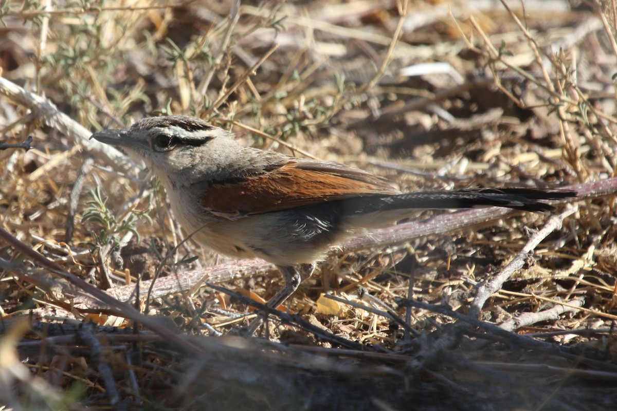 Brown-crowned Tchagra - Joan and/or George Sims