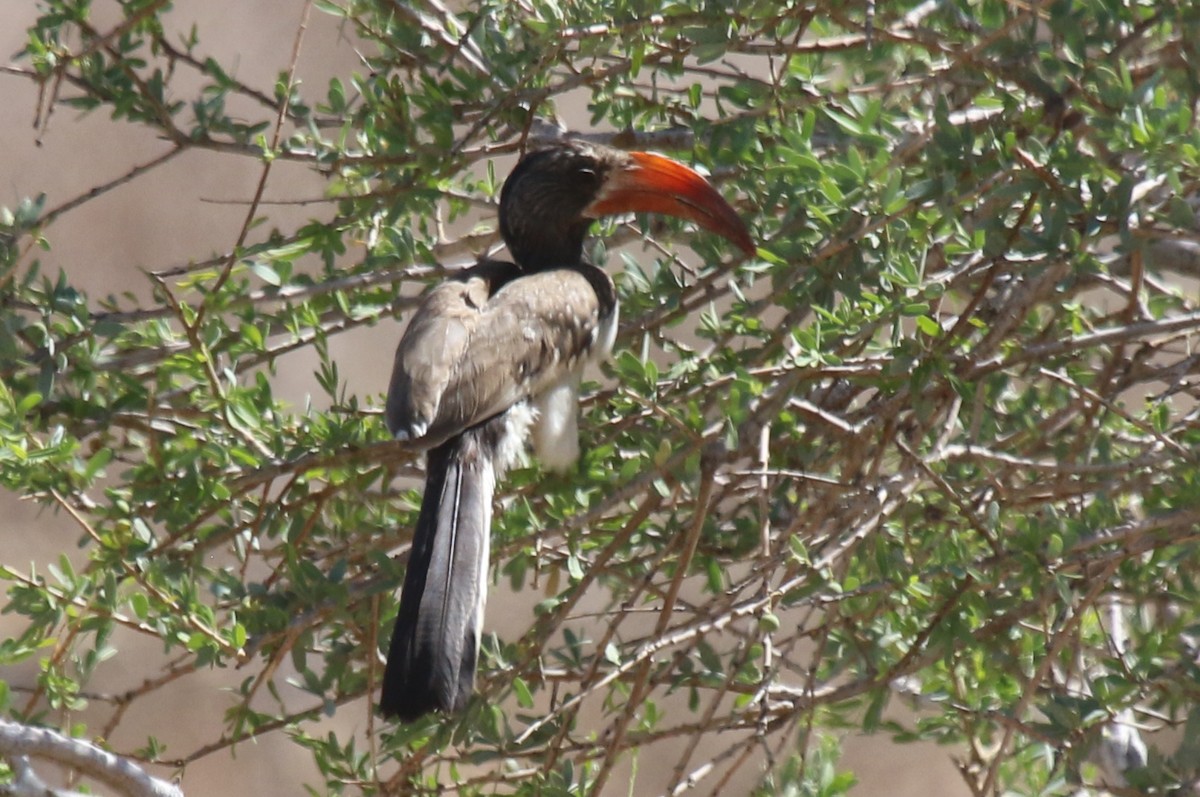 Monteiro's Hornbill - Joan and/or George Sims
