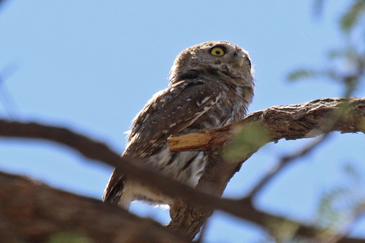 Pearl-spotted Owlet - Joan and/or George Sims