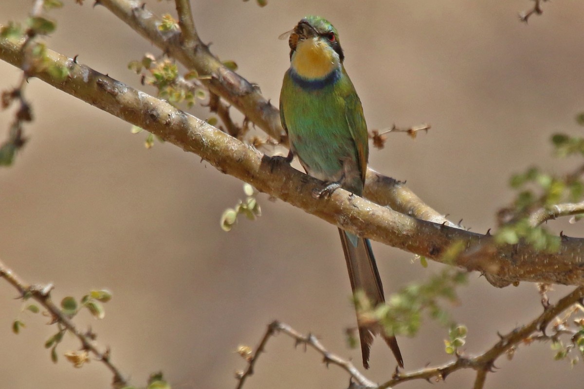 Swallow-tailed Bee-eater - Joan and/or George Sims