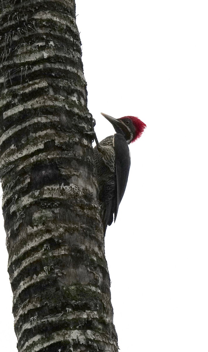 Lineated Woodpecker - Sibylle Hechtel