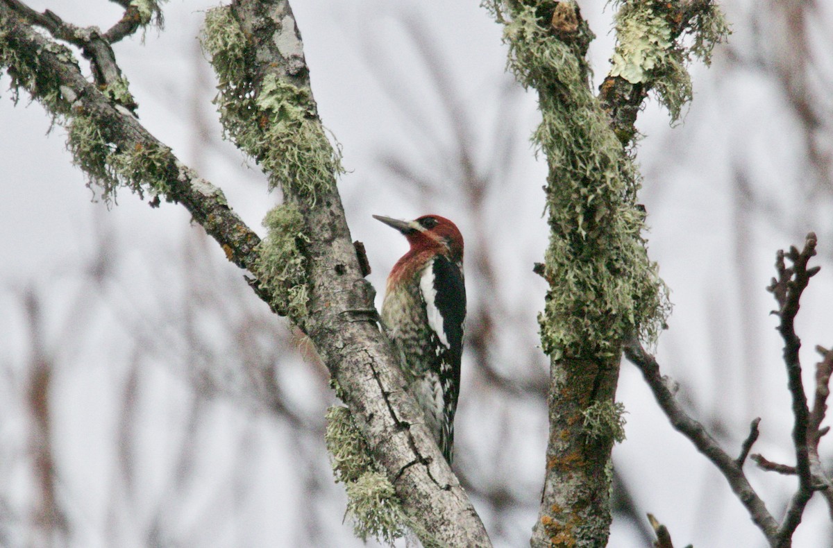 Red-breasted Sapsucker - ML192842771