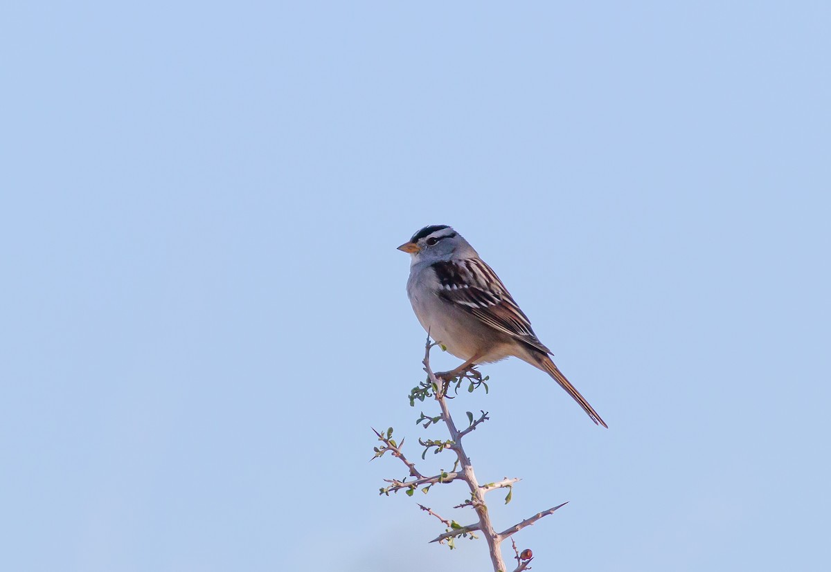 White-crowned Sparrow - Nick Pulcinella