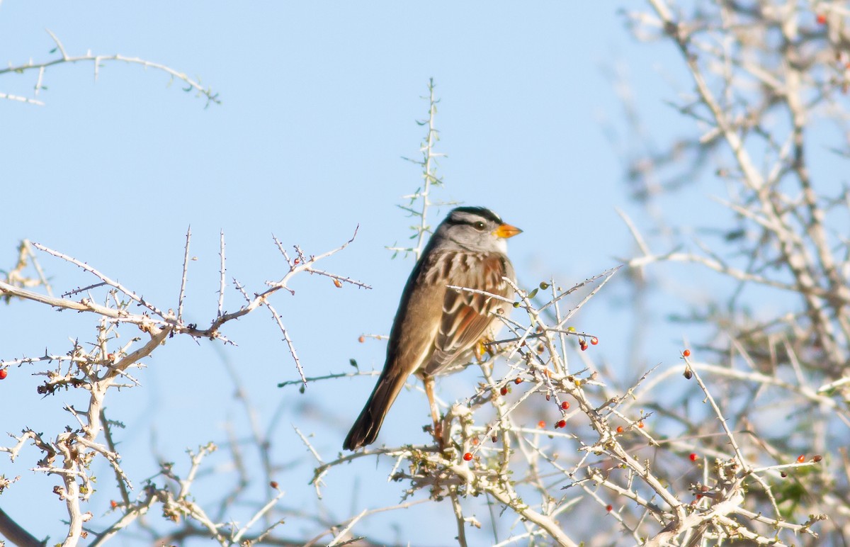 White-crowned Sparrow - ML192844061
