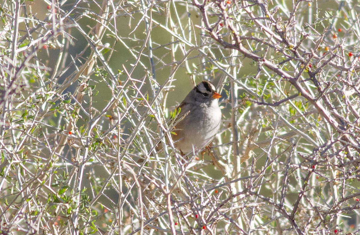 White-crowned Sparrow - ML192844101