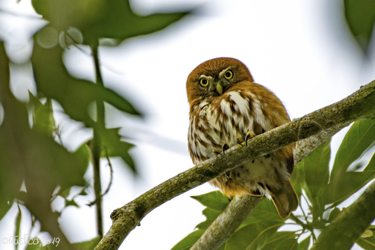 Ferruginous Pygmy-Owl - ML192844401
