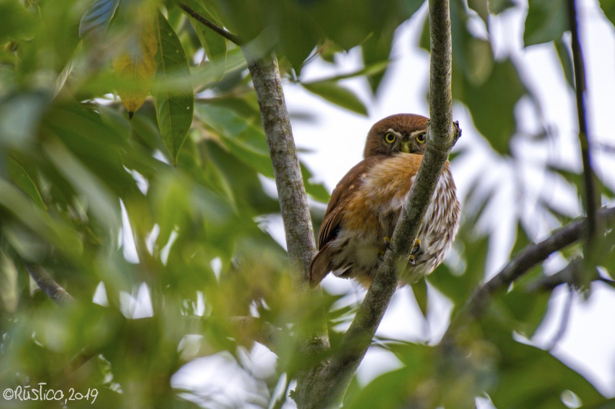 Ferruginous Pygmy-Owl - Esteban Delgado García