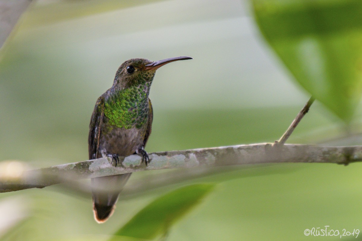 Rufous-tailed Hummingbird - ML192845151