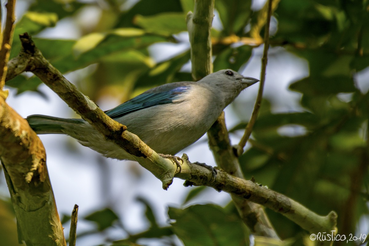 Blue-gray Tanager - ML192845381