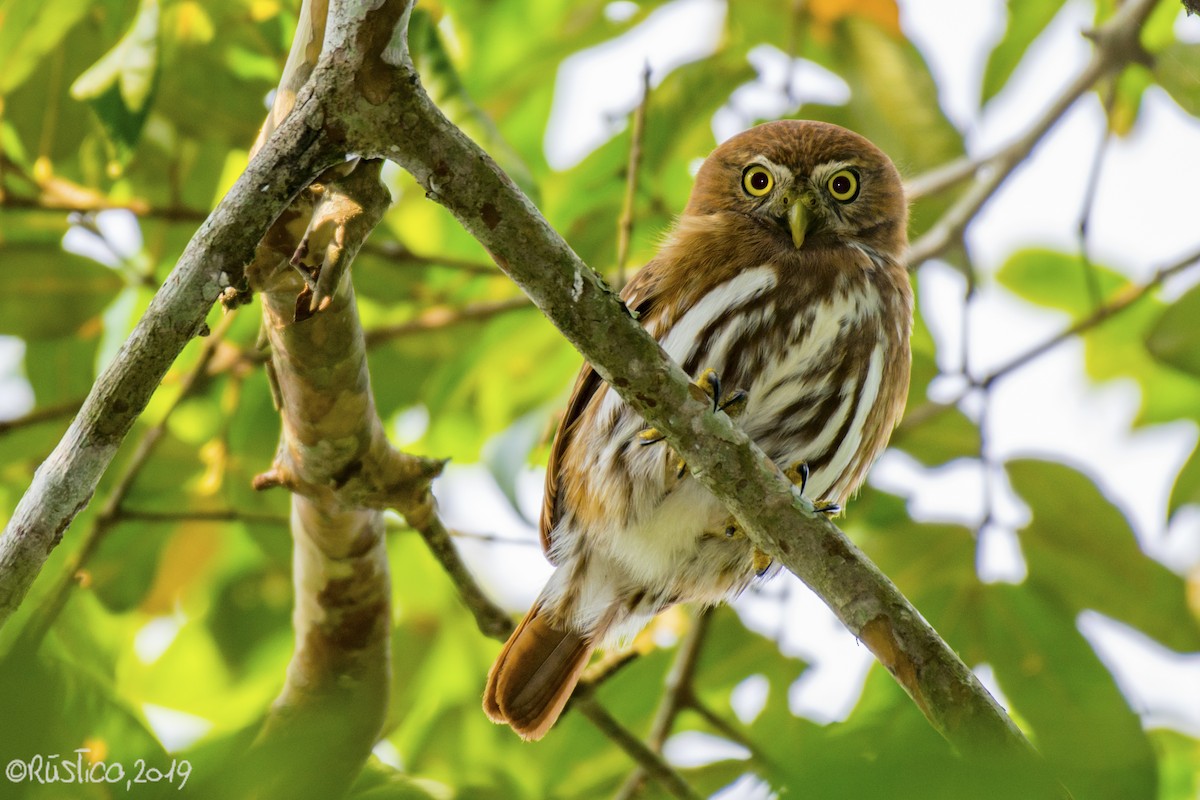 Ferruginous Pygmy-Owl - Esteban Delgado García