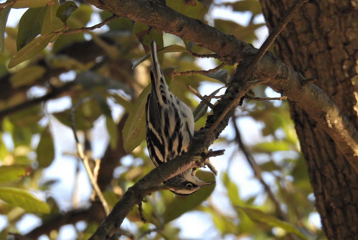 Black-and-white Warbler - ML192846221