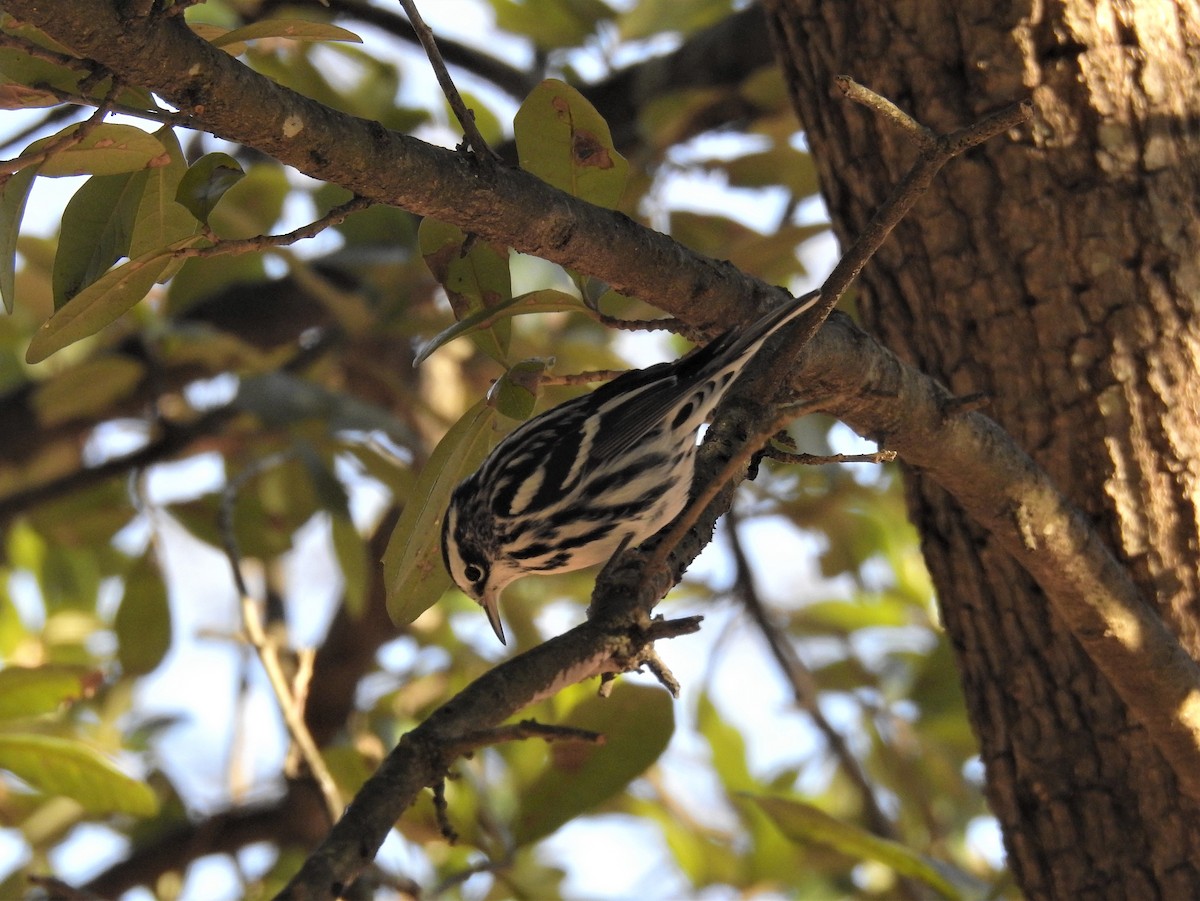 Black-and-white Warbler - ML192846241