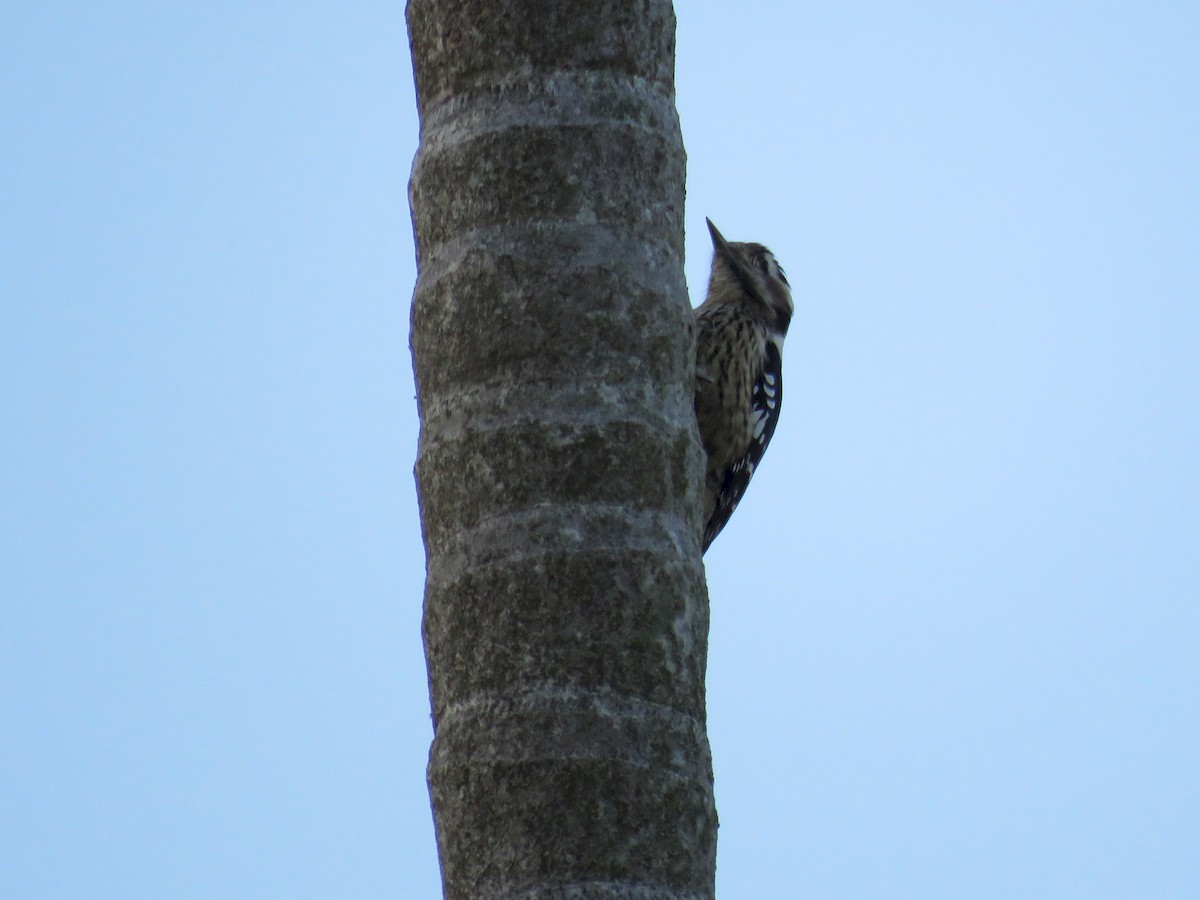 Gray-capped Pygmy Woodpecker - 俞君 周