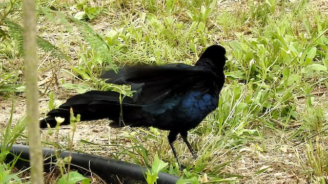 Great-tailed Grackle - ML192849621