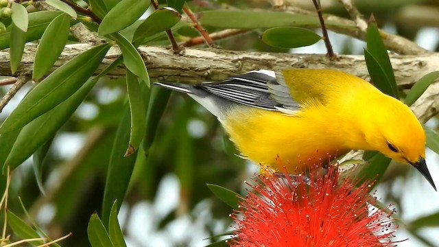 Prothonotary Warbler - ML192850811