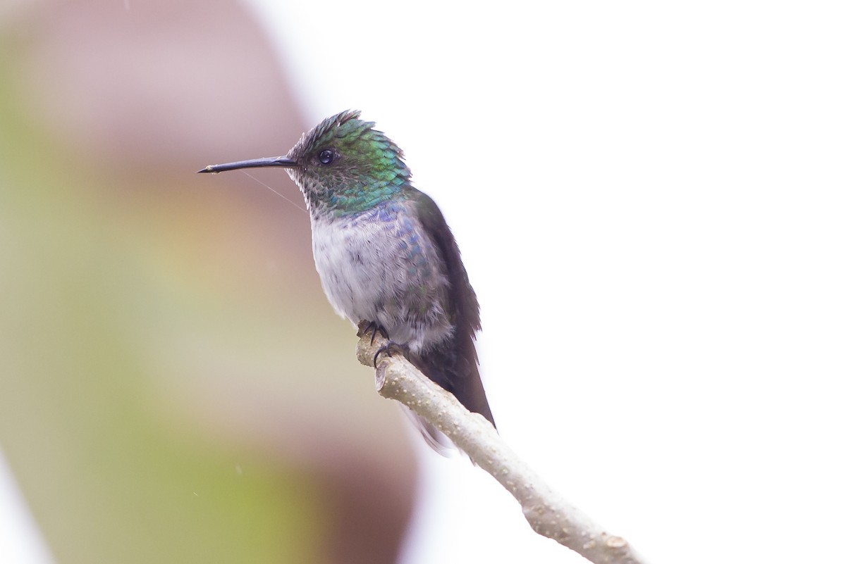 Violet-bellied Hummingbird - Peter Hawrylyshyn
