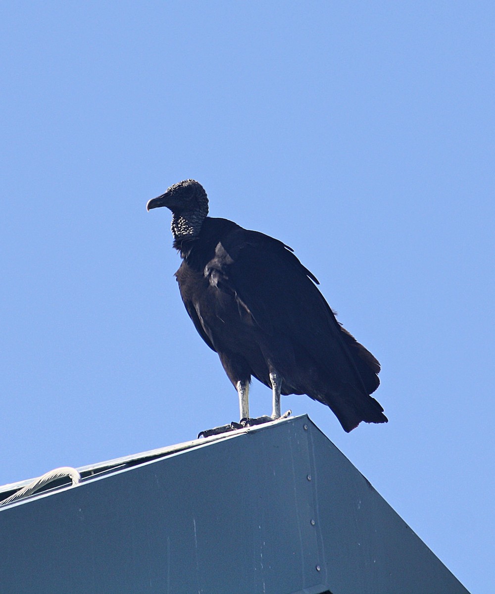 Black Vulture - ML192856801