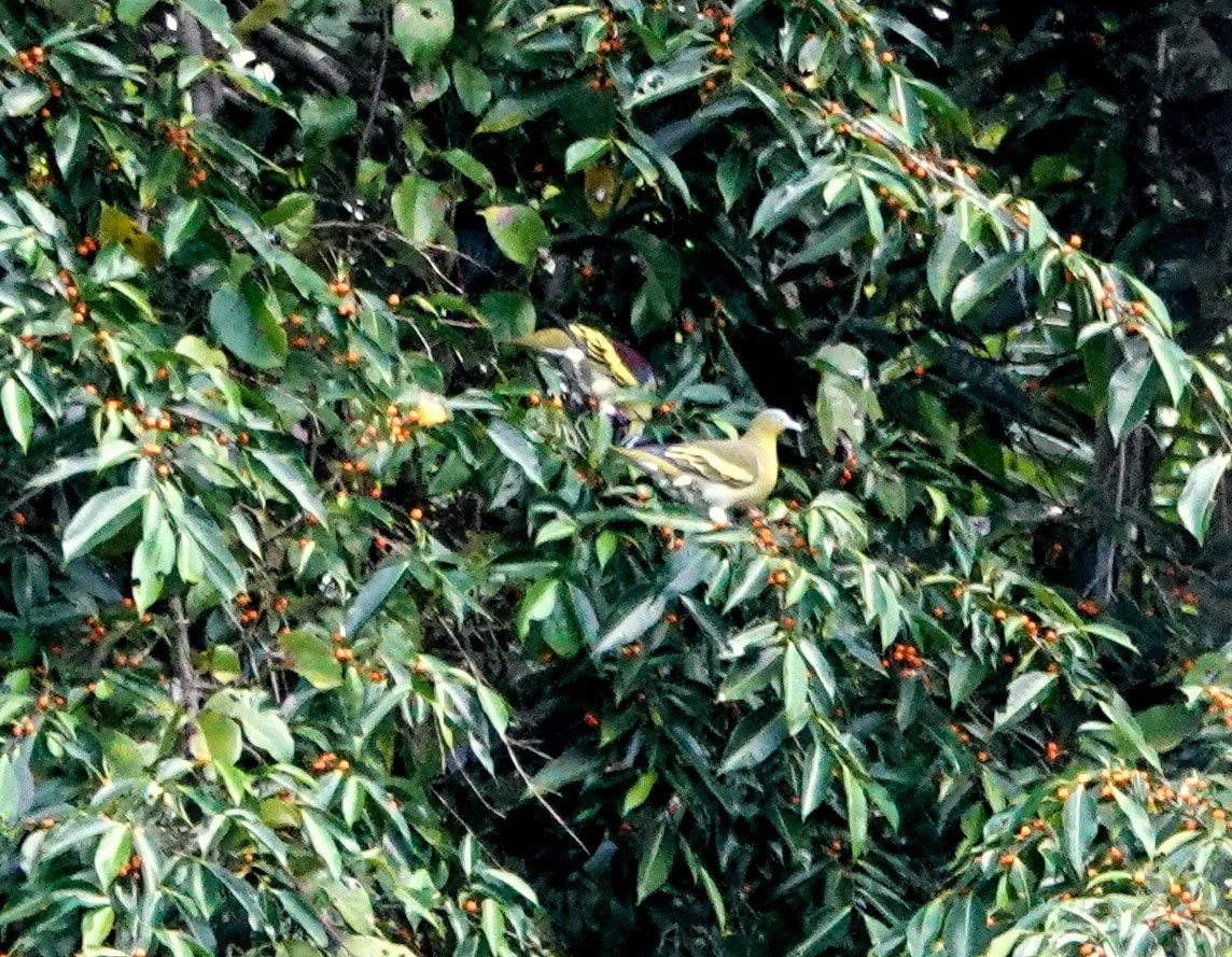 Maluku Yeşil Güvercini - ML192859301