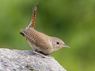 house wren bird