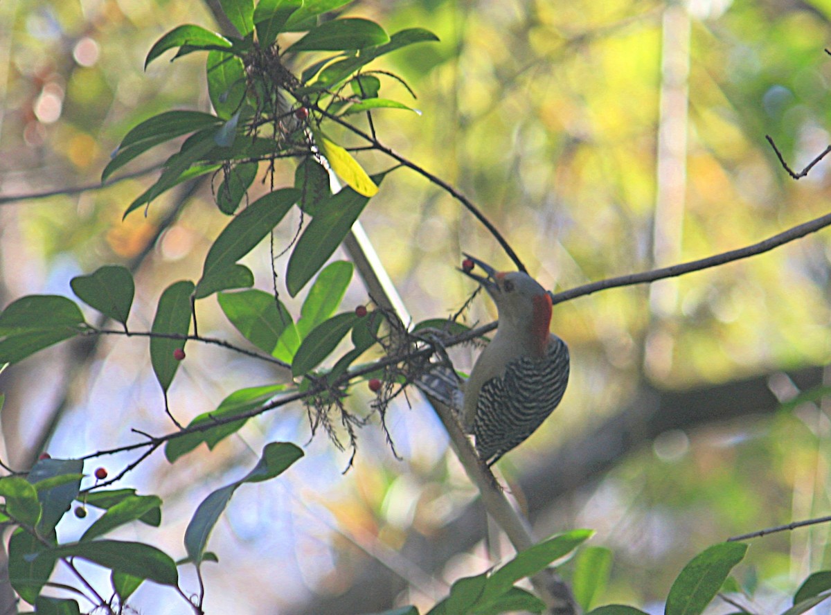 Red-bellied Woodpecker - ML192860401