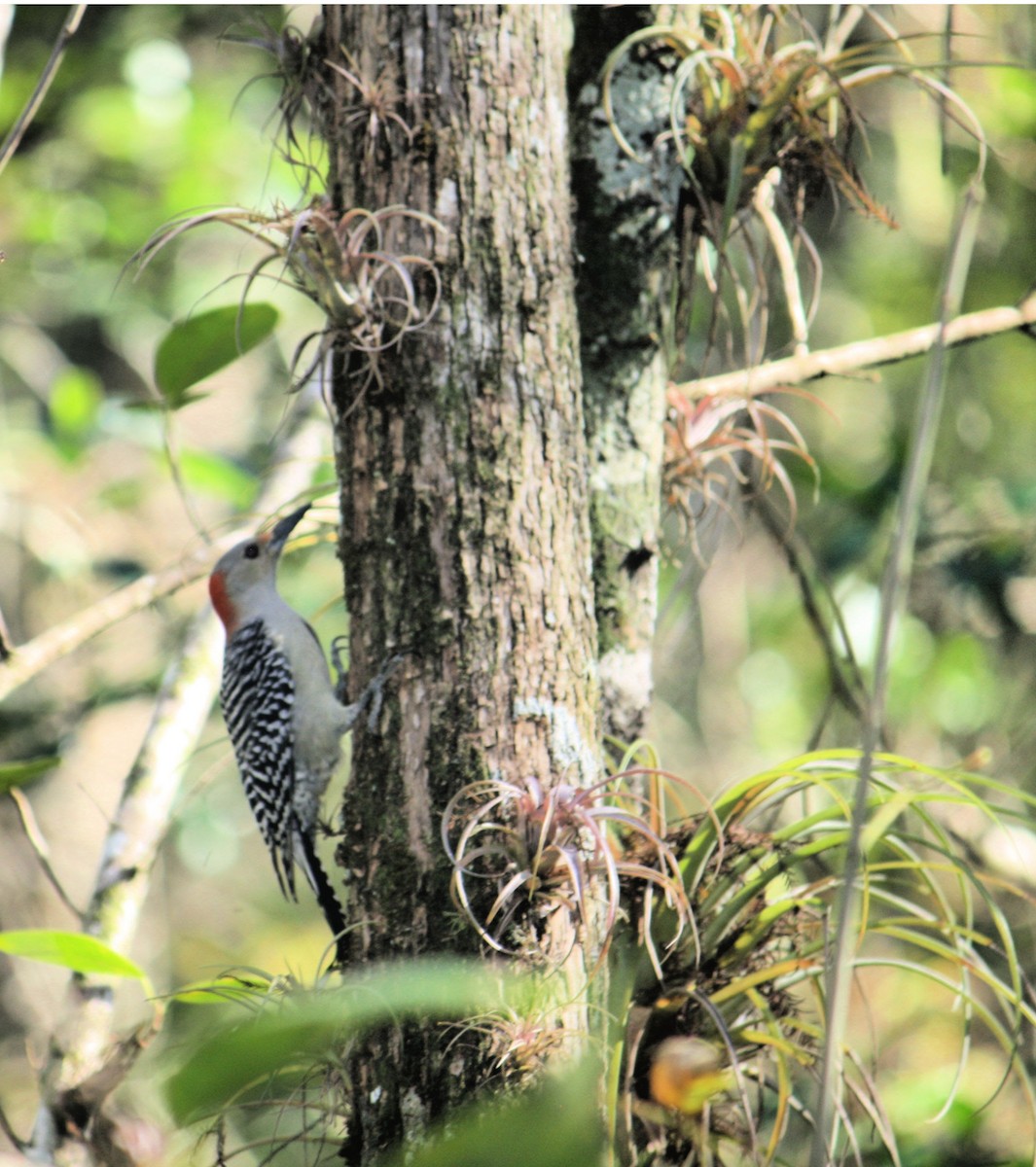 Red-bellied Woodpecker - ML192860411
