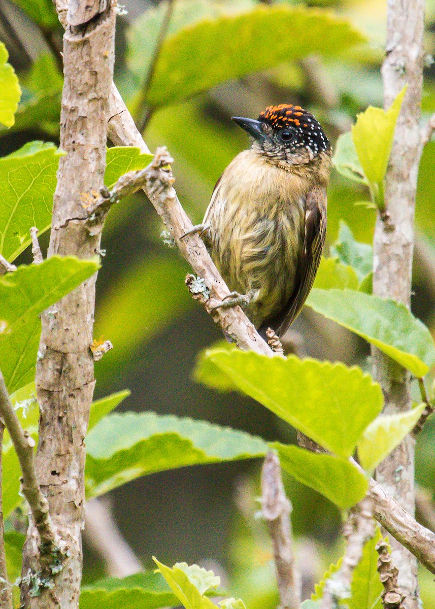 Olivaceous Piculet - ML192860551