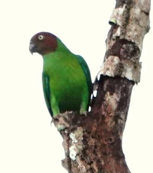 Red-cheeked Parrot - ML192860631
