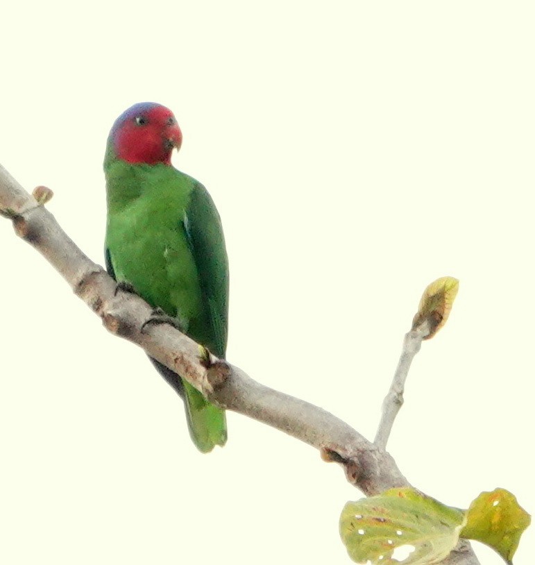 Red-cheeked Parrot - ML192860641