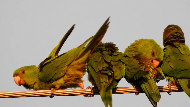 Meksika Yeşil Papağanı - ML192860651
