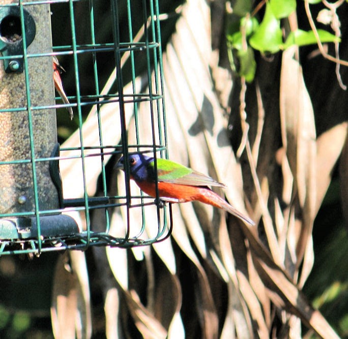 Painted Bunting - ML192860681