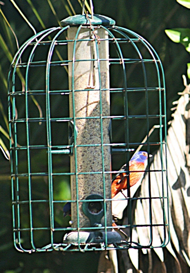 Painted Bunting - ML192860691