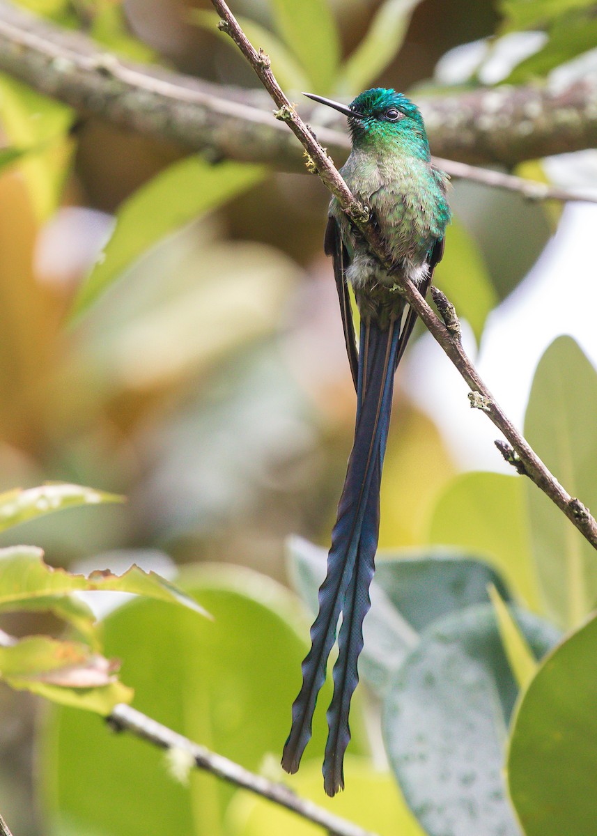 Long-tailed Sylph - ML192860891