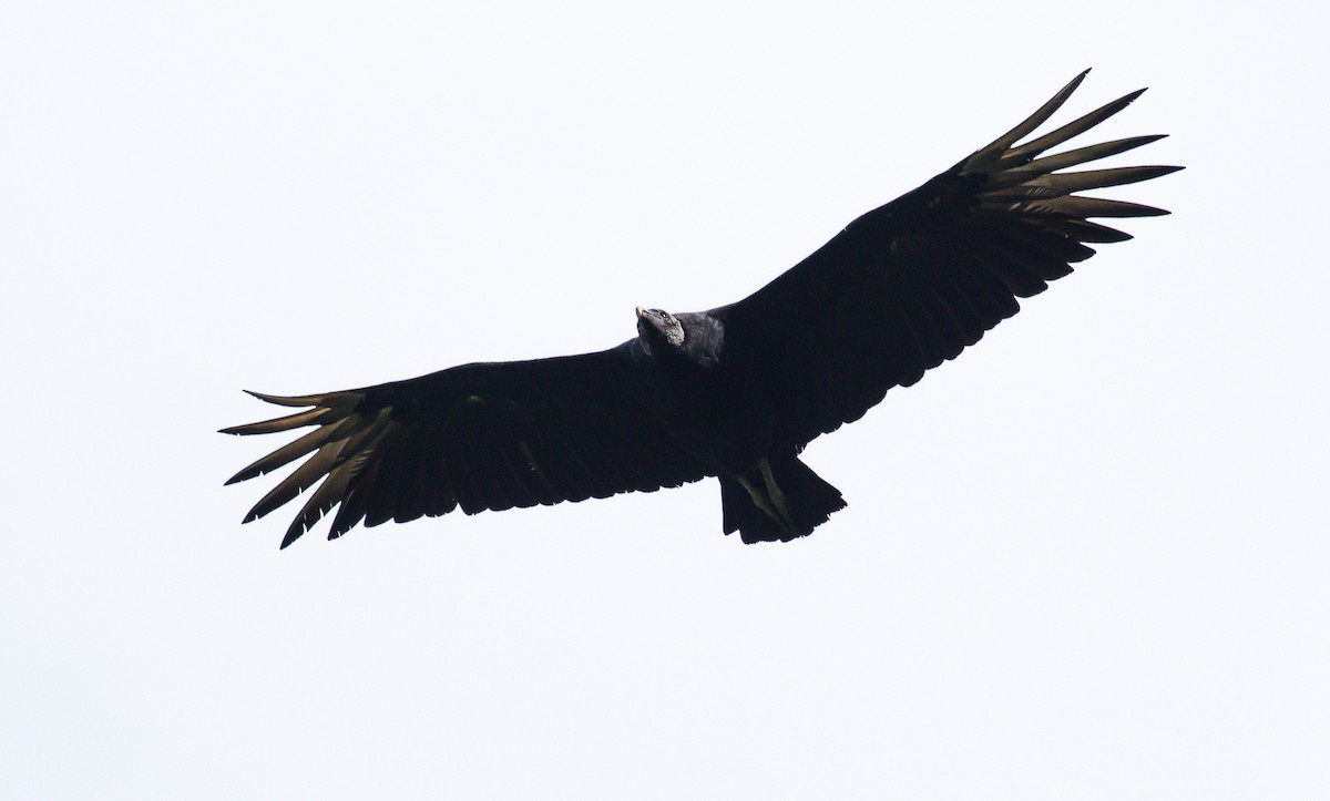 Black Vulture - David Monroy Rengifo