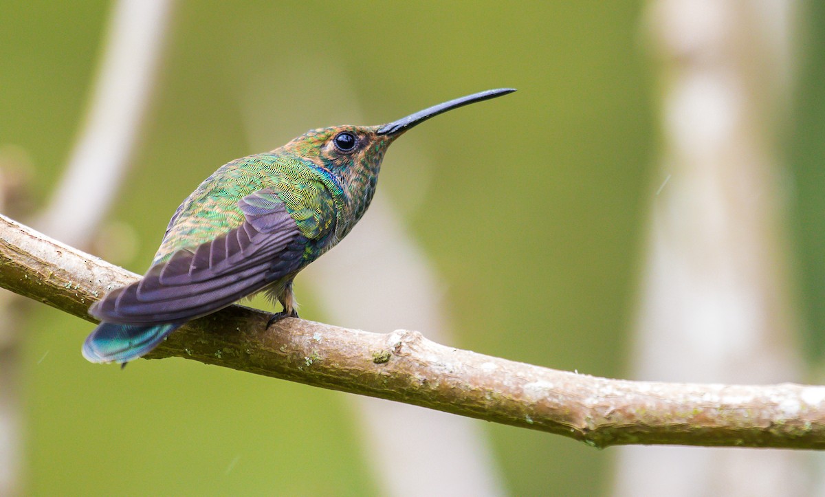 kolibřík azurovoprsý - ML192861811