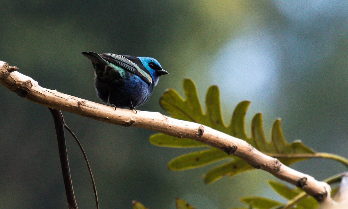 Blue-necked Tanager - ML192861881