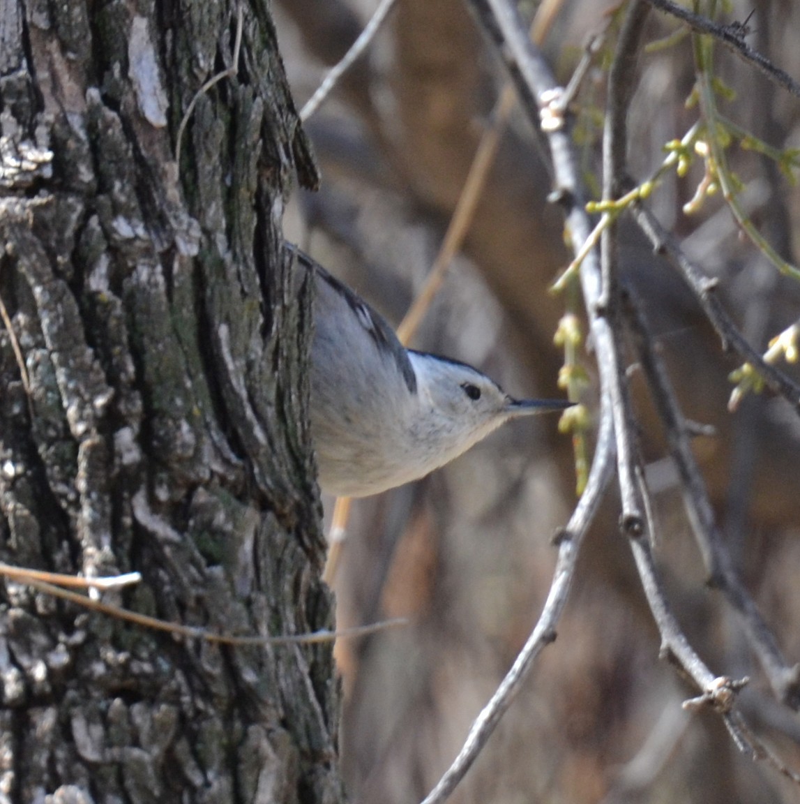 White-breasted Nuthatch - ML192861901