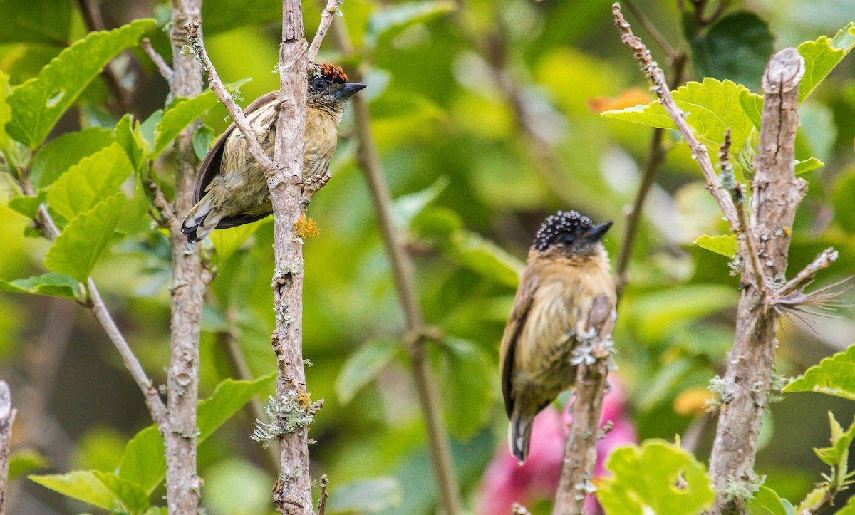 Olivaceous Piculet - ML192862001