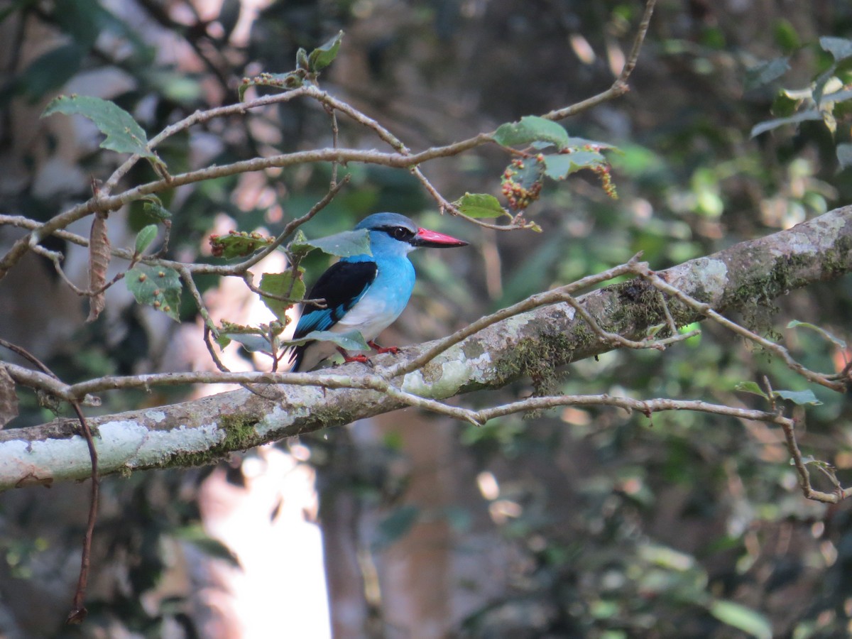 Blue-breasted Kingfisher - ML192867581