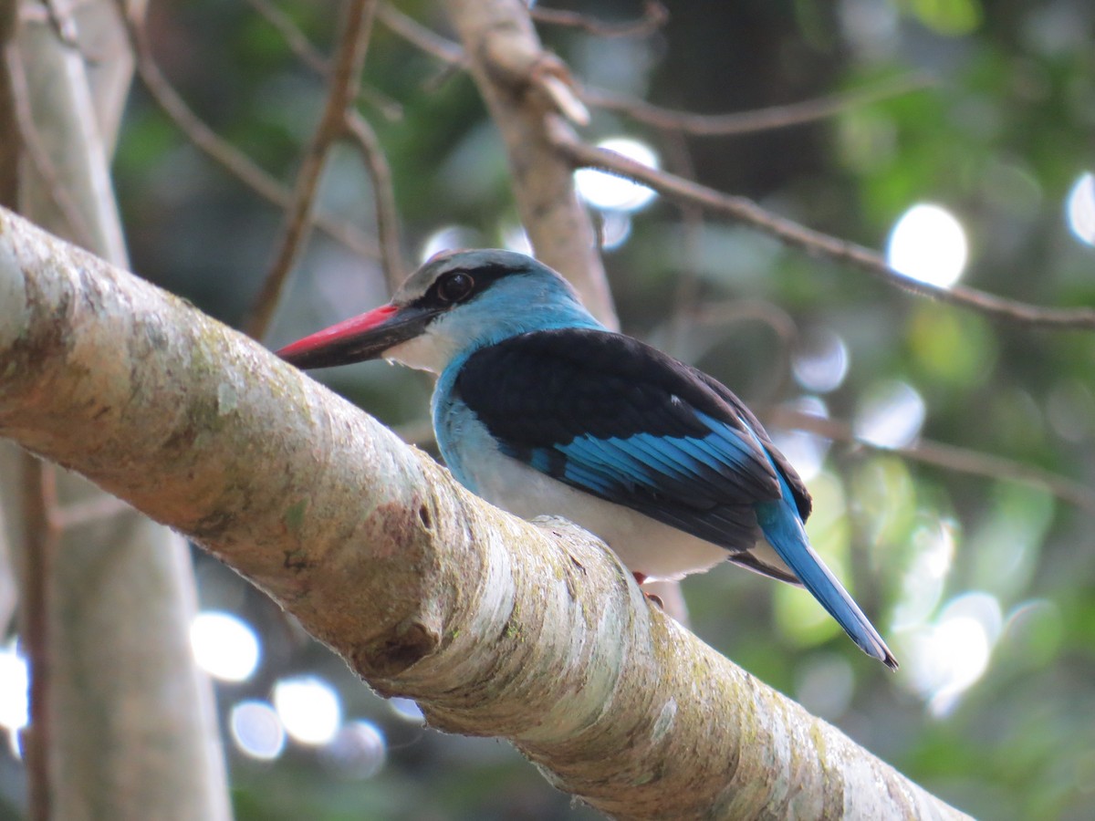 Blue-breasted Kingfisher - ML192867661