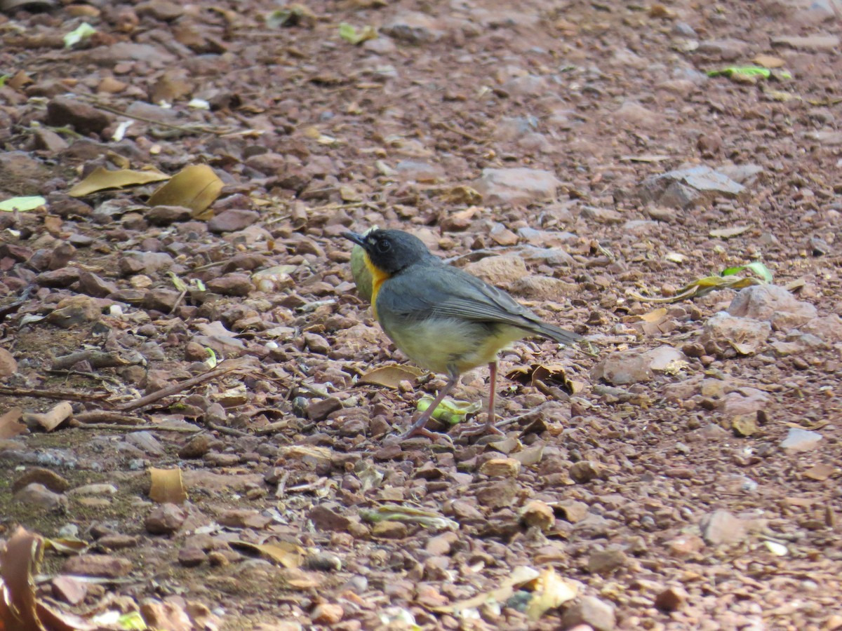 Yellow-breasted Forest Robin - ML192868131