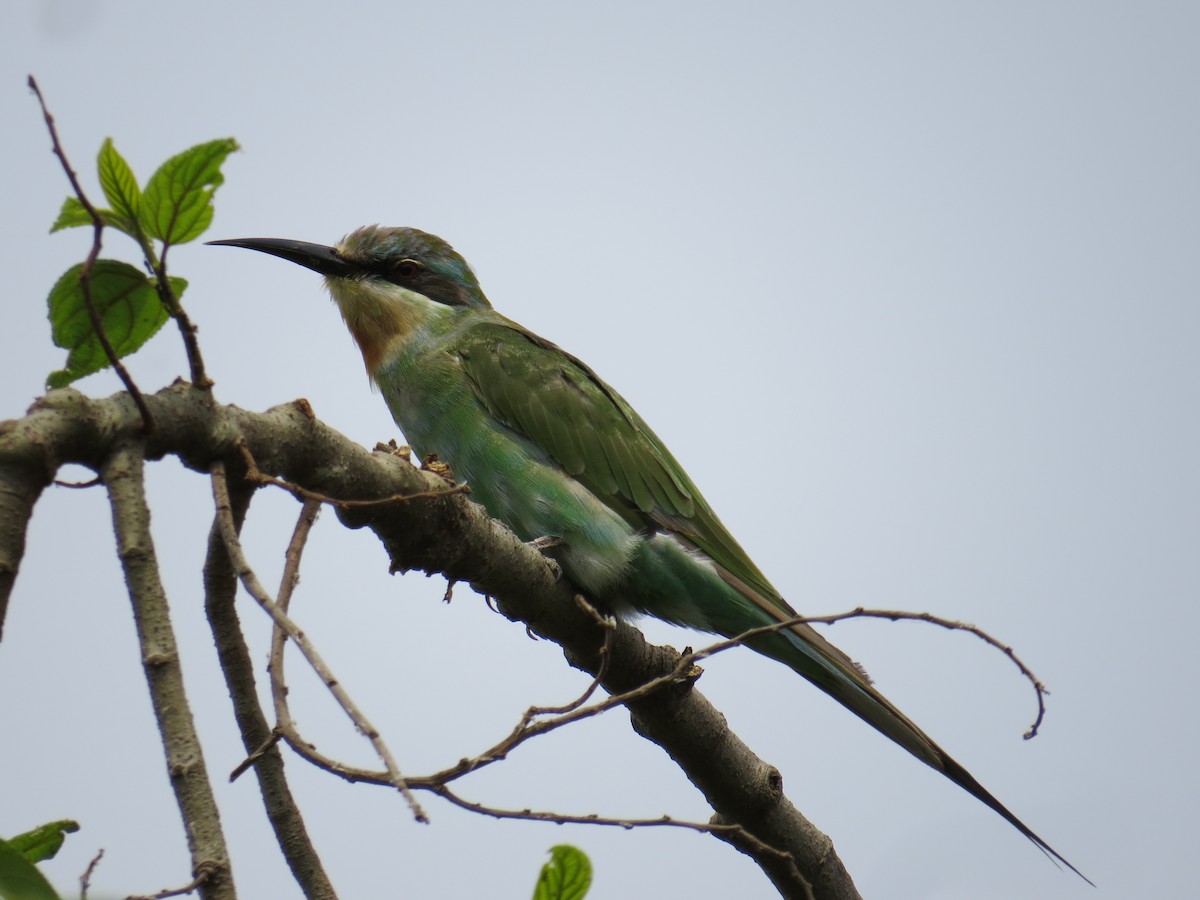 Blue-cheeked Bee-eater - ML192869271